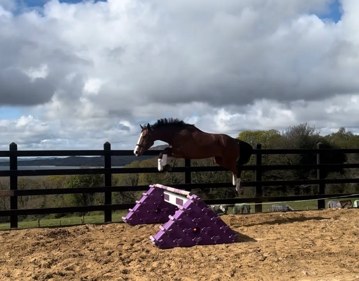 17.1h ISH 4 year old gelding - Image 2
