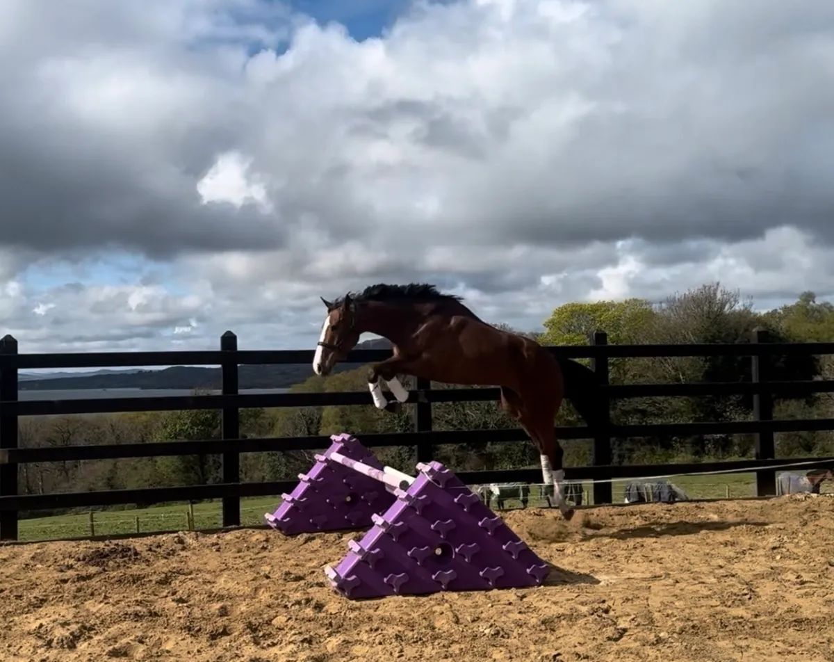 17.1h ISH 4 year old gelding - Image 3