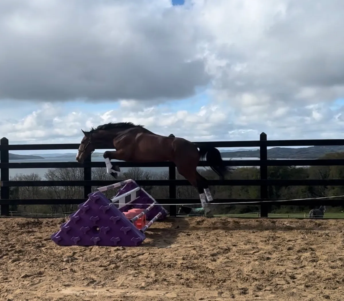 17.1h ISH 4 year old gelding - Image 4