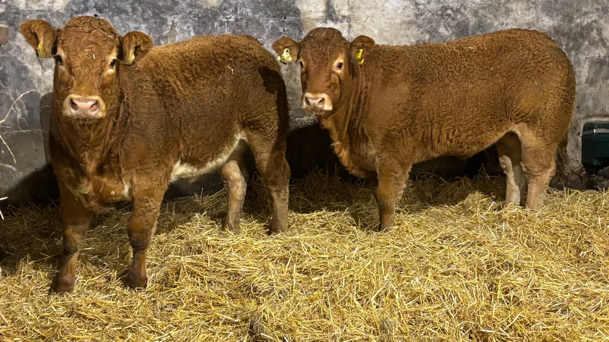 ⭐️ 2 Super U Grade Limousin Heifers ⭐️ - Image 2