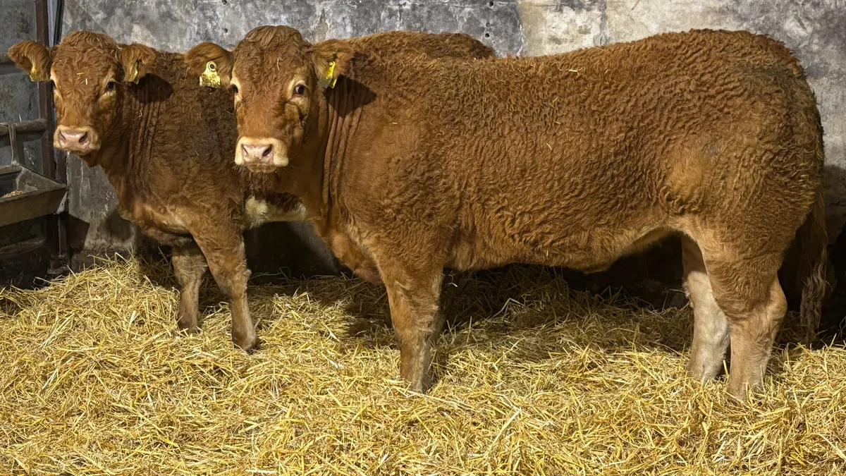 ⭐️ 2 Super U Grade Limousin Heifers ⭐️ - Image 4