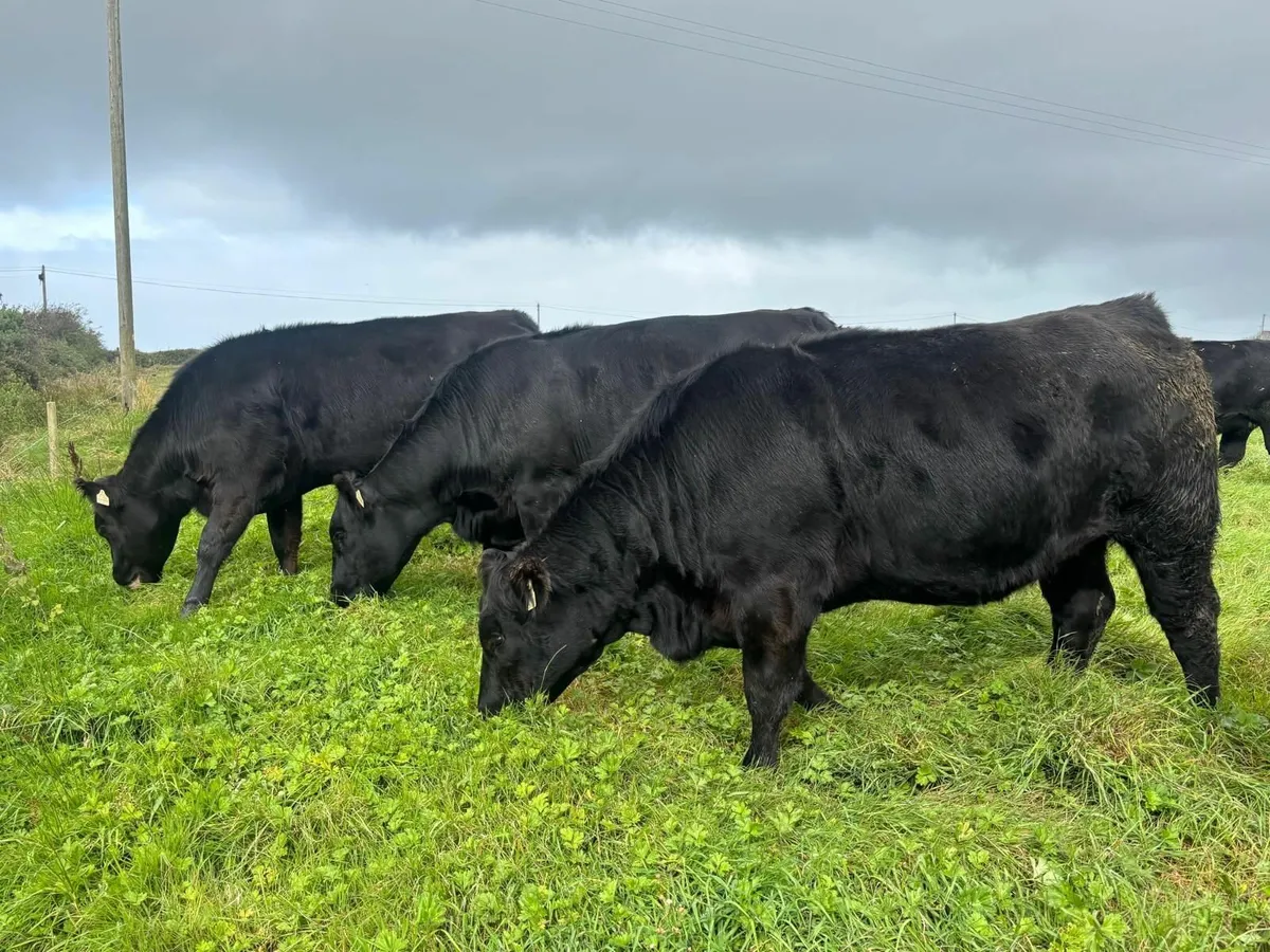 PEDIGREE  ABERDEEN ANGUS INCALF HEIFERS FOR SALE - Image 2