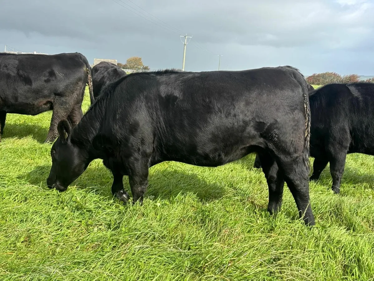 PEDIGREE  ABERDEEN ANGUS INCALF HEIFERS FOR SALE - Image 3