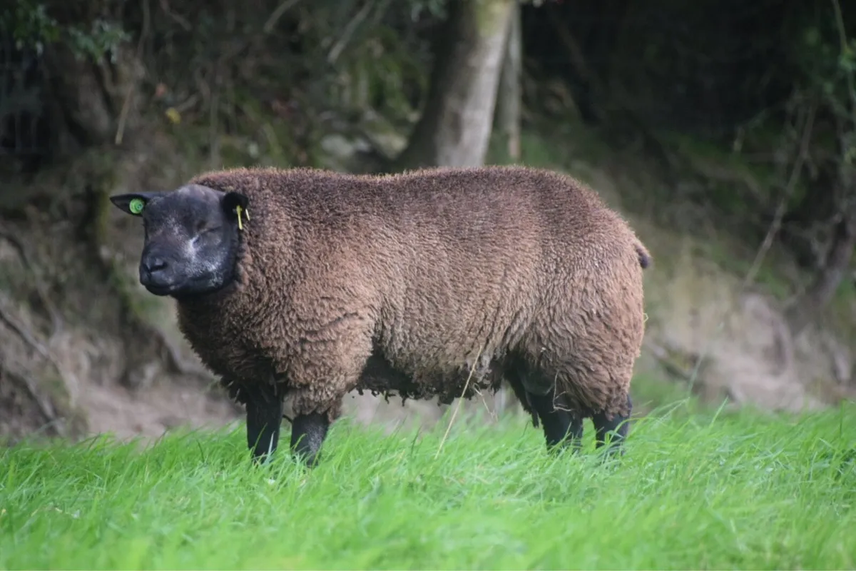 Blue Texel Ram Lambs SIS Eligible - Image 1