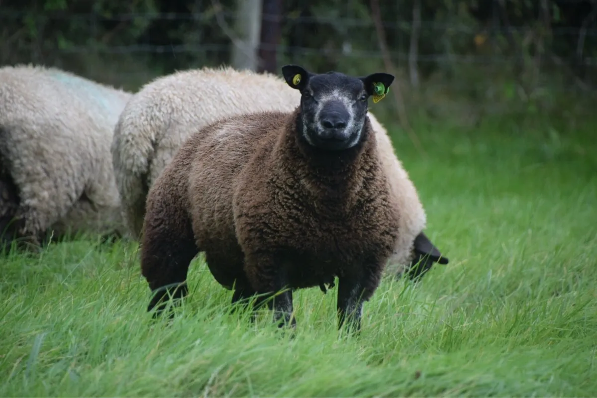 Blue Texel Ram Lambs SIS Eligible - Image 2