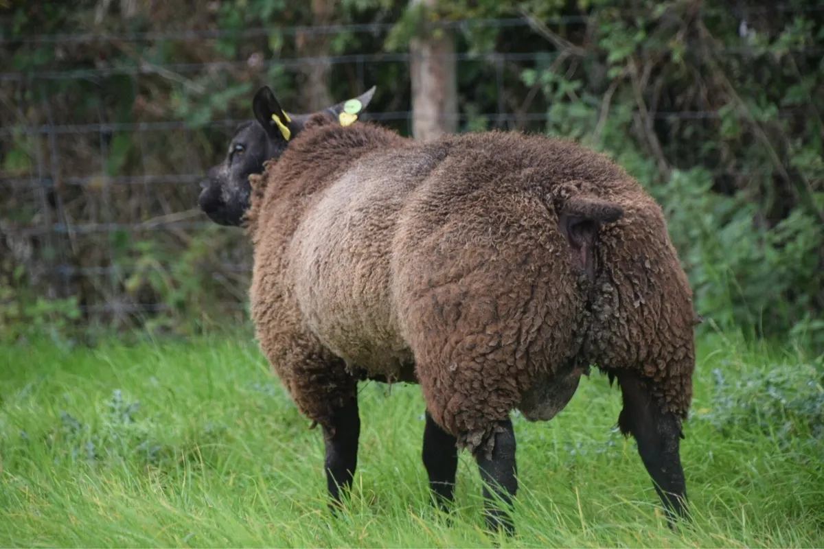 Blue Texel Ram Lambs SIS Eligible - Image 3