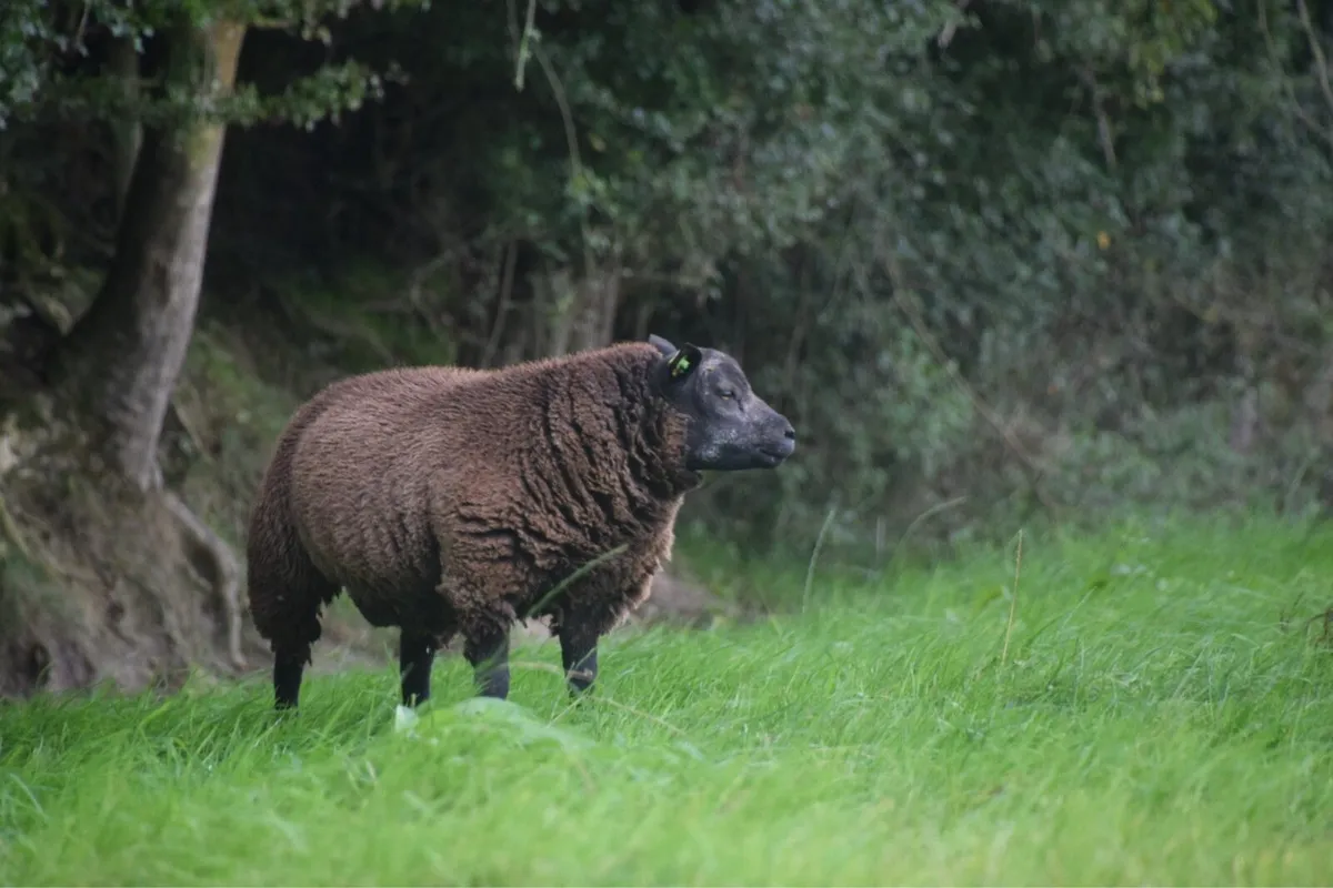 Blue Texel Ram Lambs SIS Eligible - Image 4