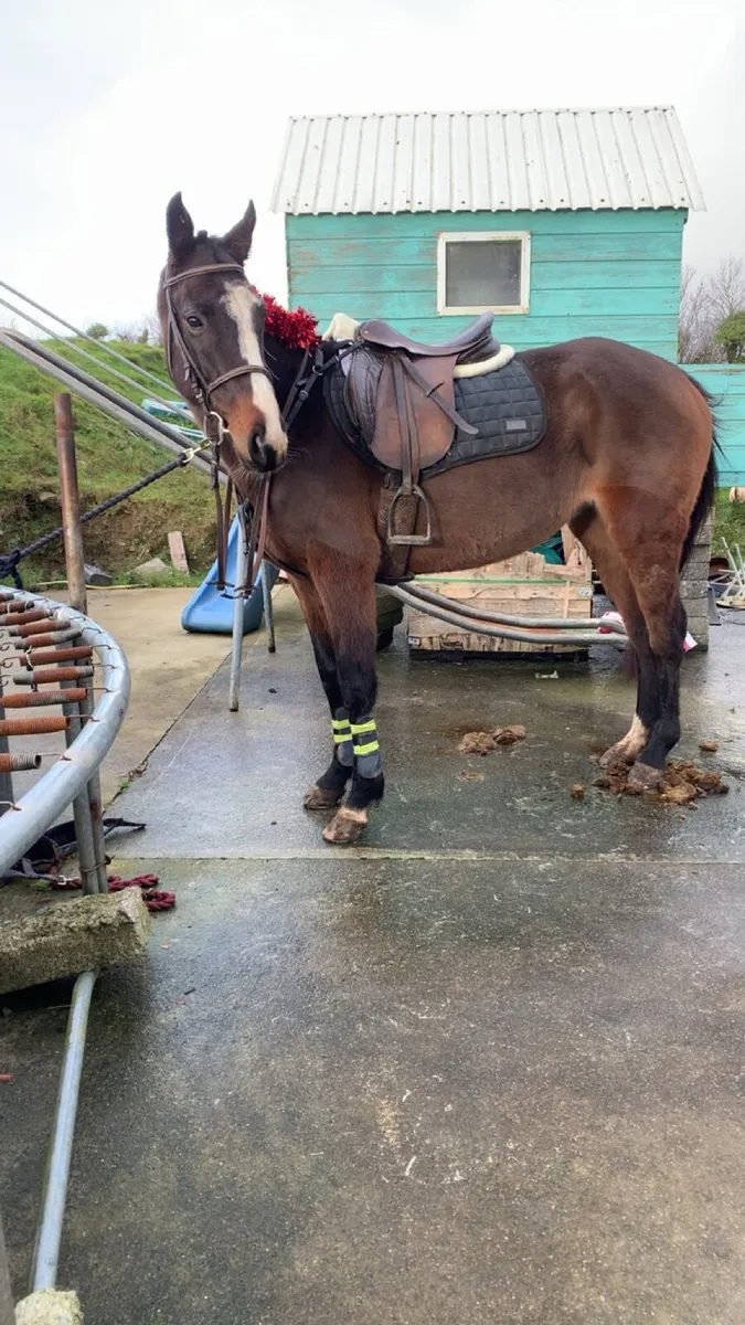 15h 5 year old mare - Image 2