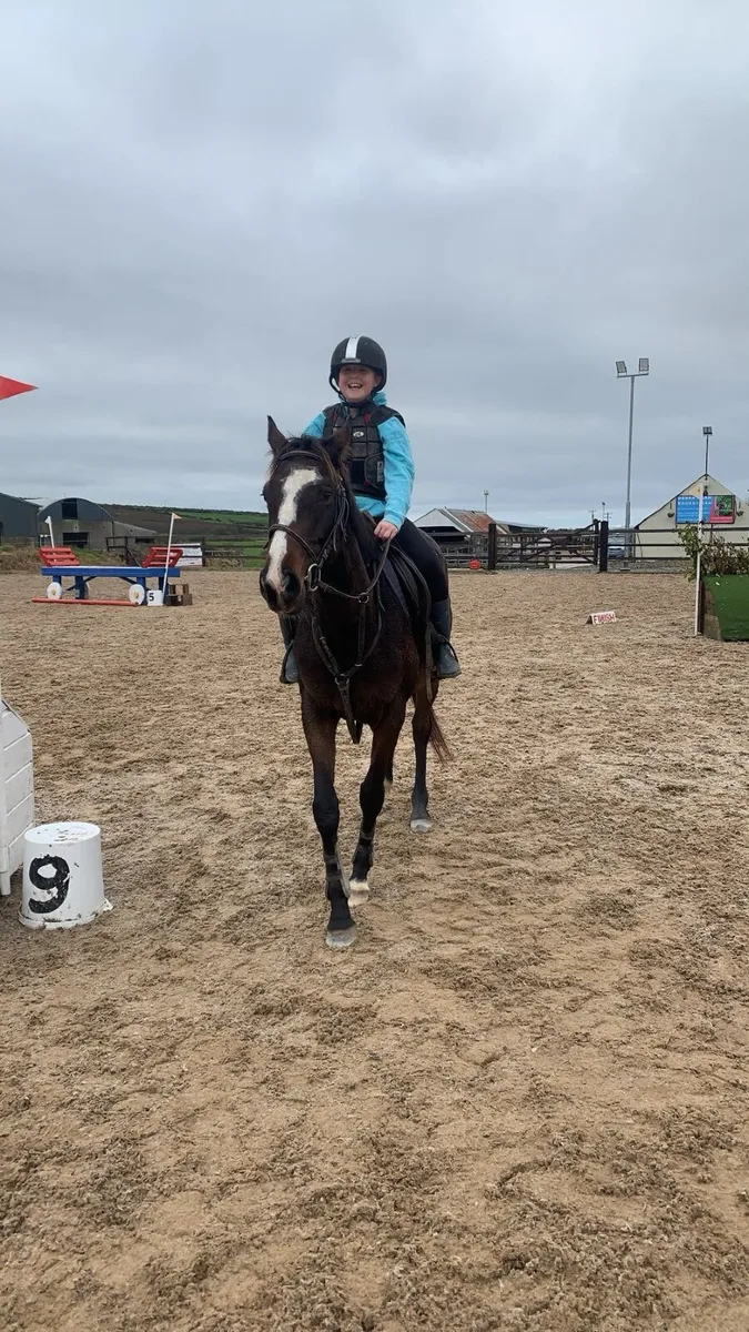 15h 5 year old mare - Image 3