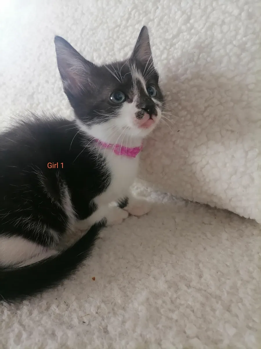 Kittens - Image 1