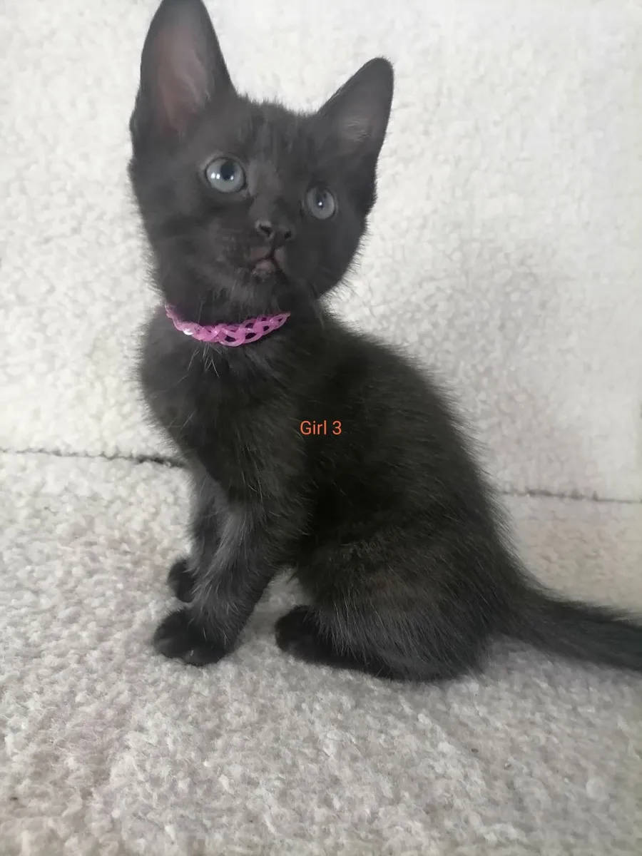 Kittens - Image 2