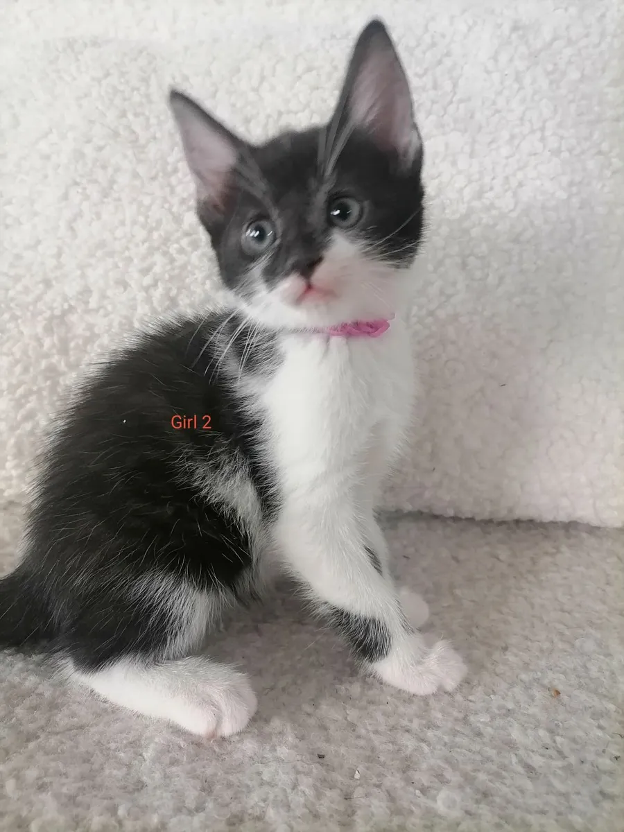 Kittens - Image 3