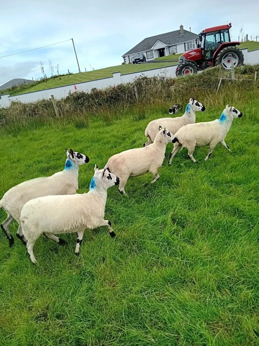 Kerryhill ewes - Image 1