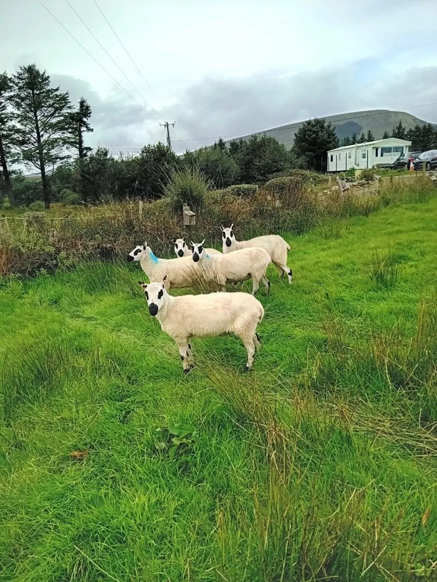 Kerryhill ewes - Image 2