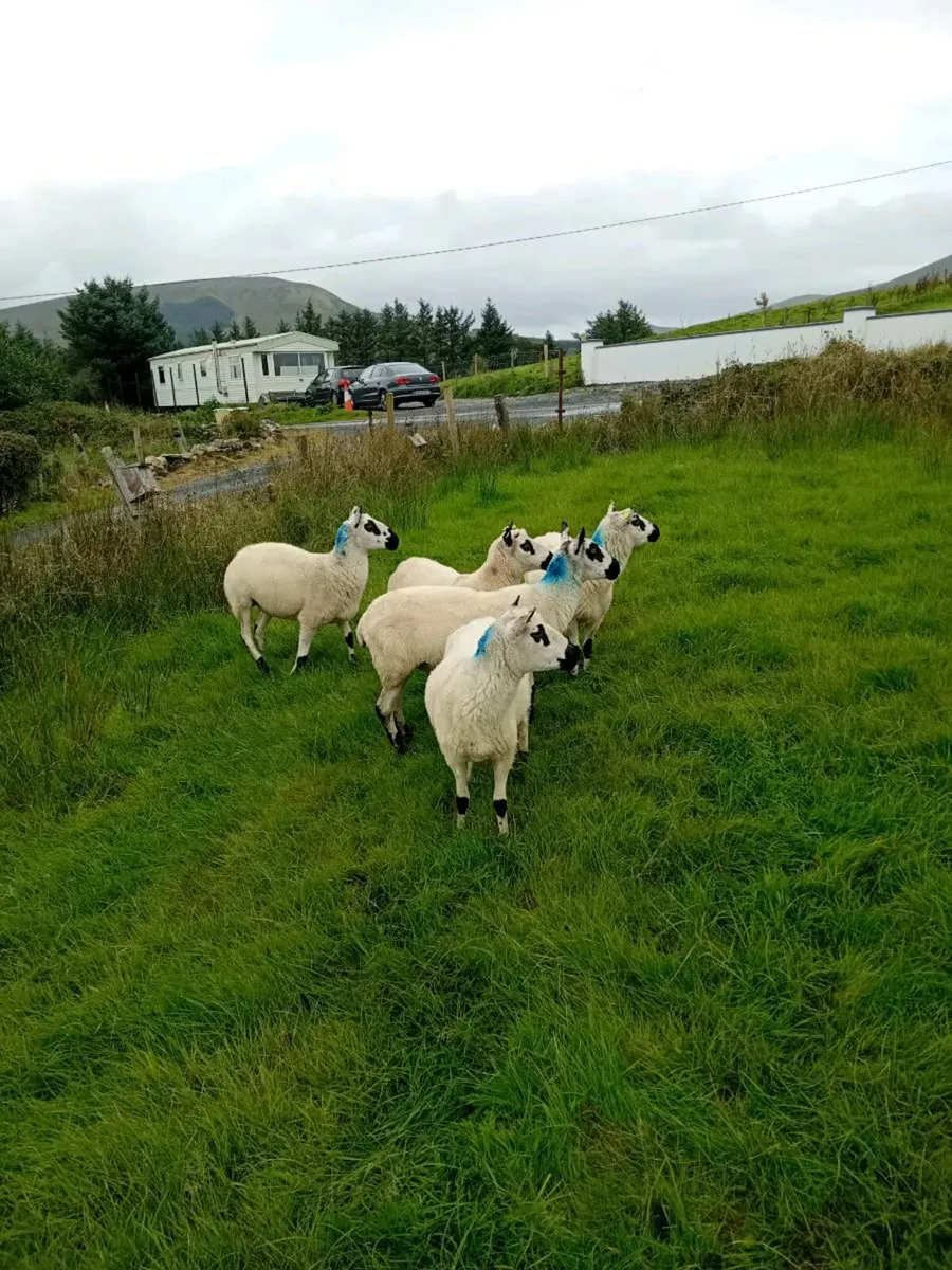 Kerryhill ewes - Image 3