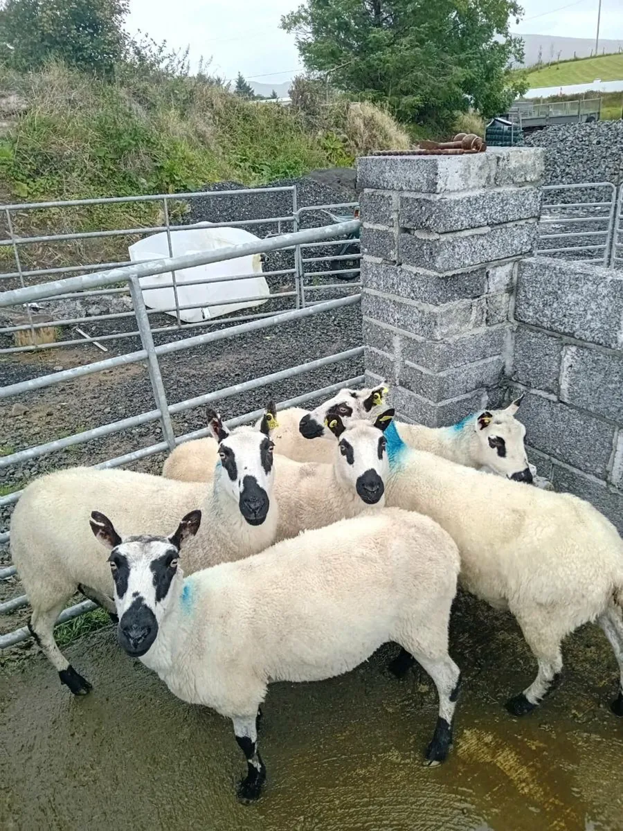 Kerryhill ewes - Image 4