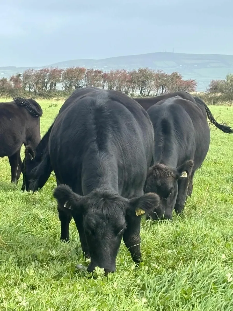 PEDIGREE  ABERDEEN ANGUS INCALF HEIFERS FOR SALE - Image 4