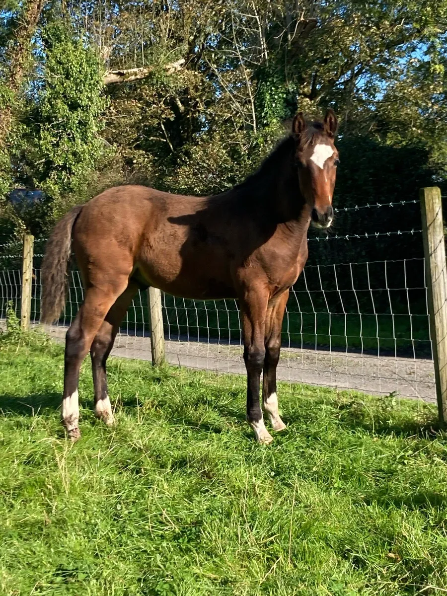 Excellent Colt foal by Olympic Cruz - Image 1