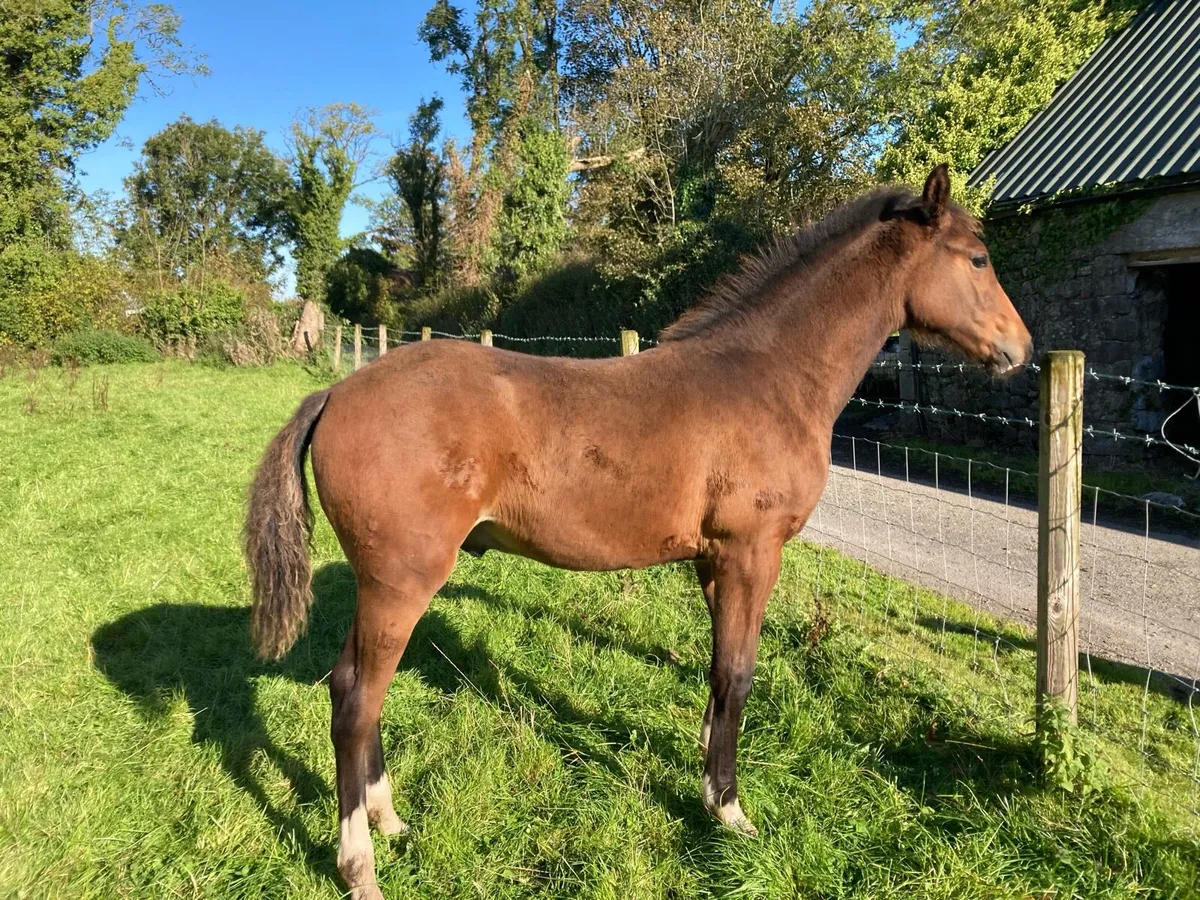 Excellent Colt foal by Olympic Cruz - Image 2
