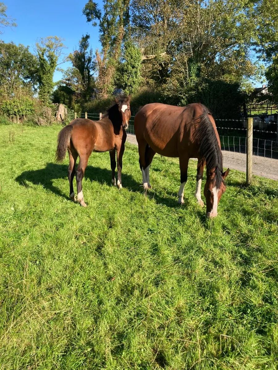 Excellent Colt foal by Olympic Cruz - Image 3