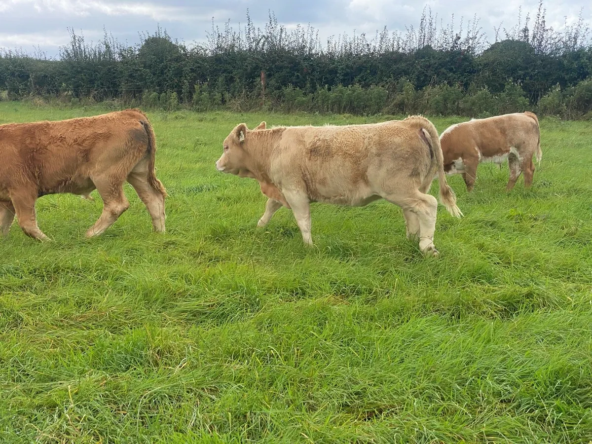 Weanling heifers - Image 3