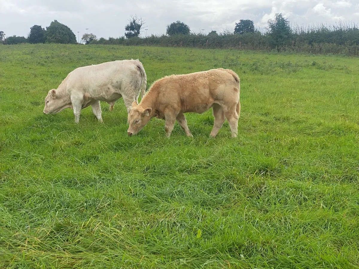 Weanling heifers - Image 4