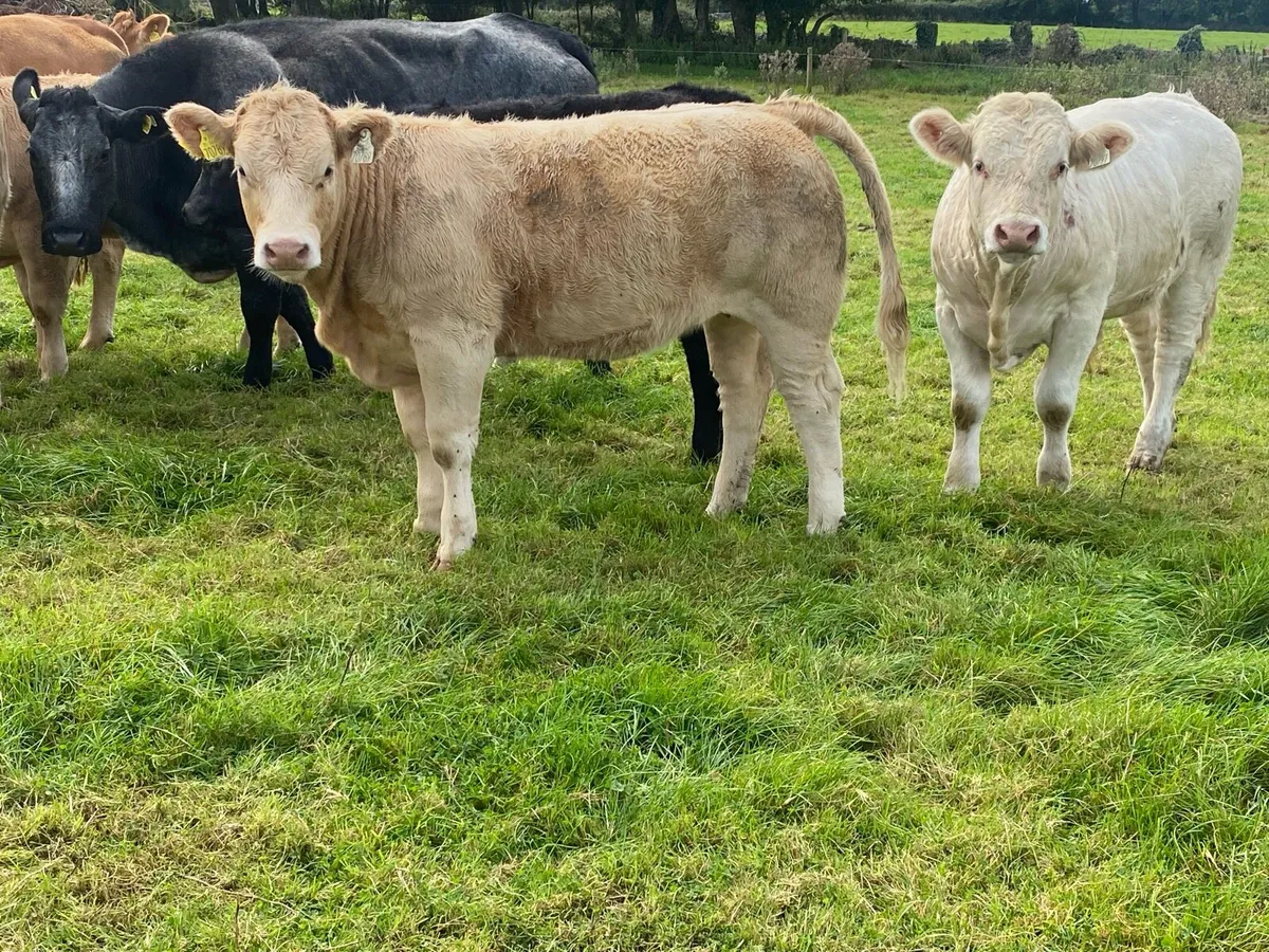 Weanling heifers - Image 1
