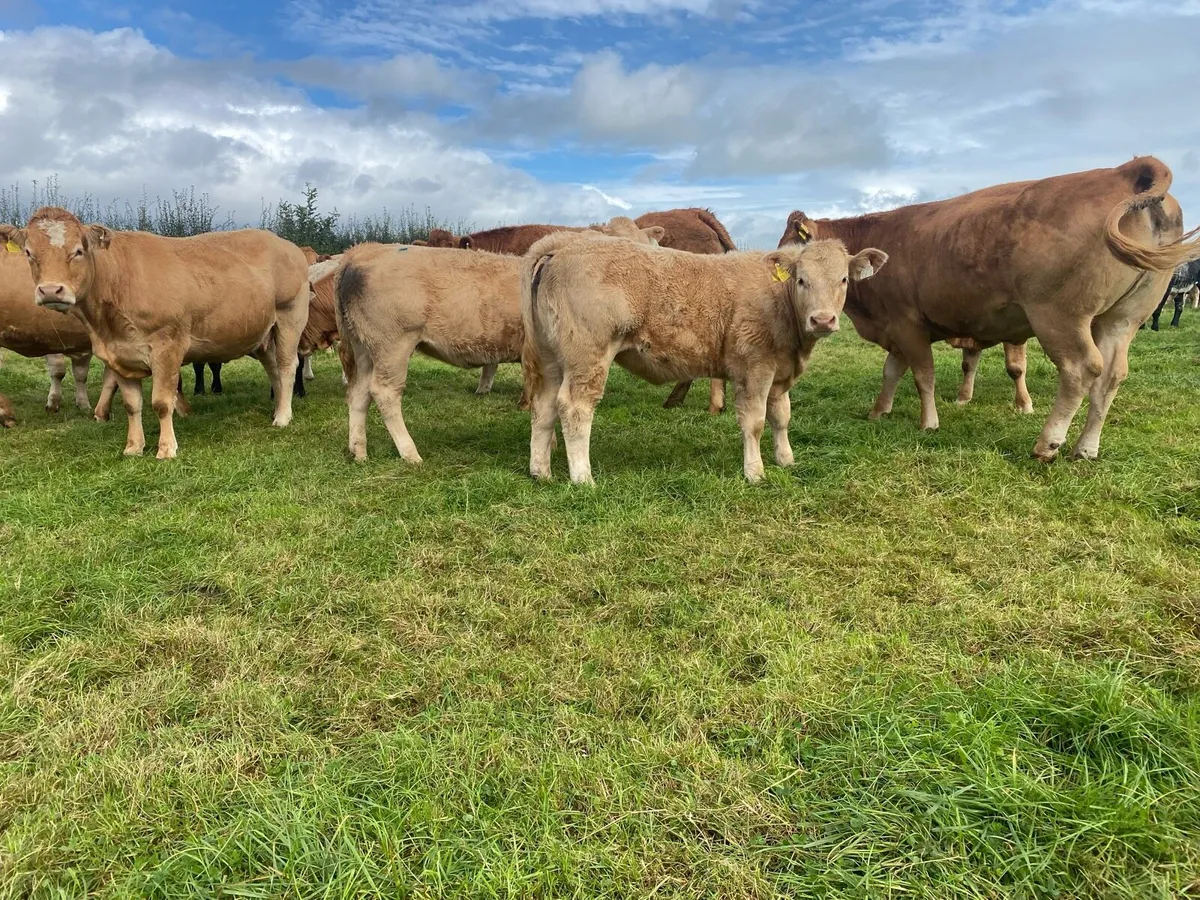Weanling heifers - Image 4