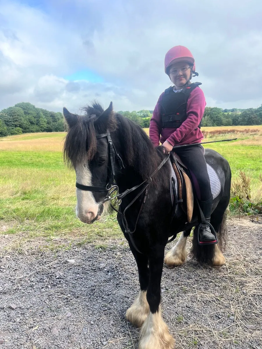 12hh 5 year pony - Image 2