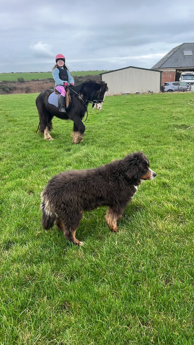 12hh 5 year pony - Image 3