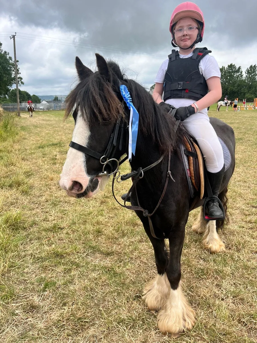 12hh 5 year pony - Image 4