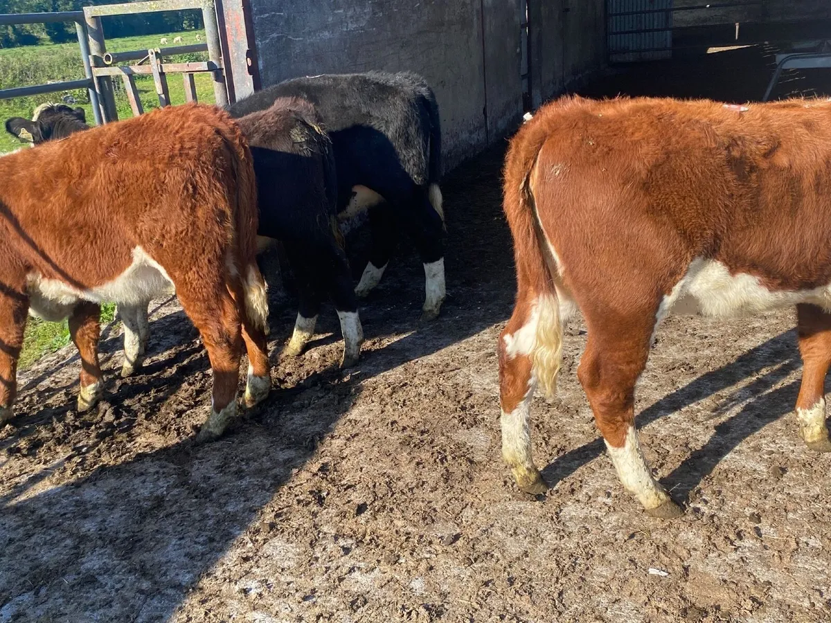 4 Smashing suckler bred Hereford heifers - Image 2