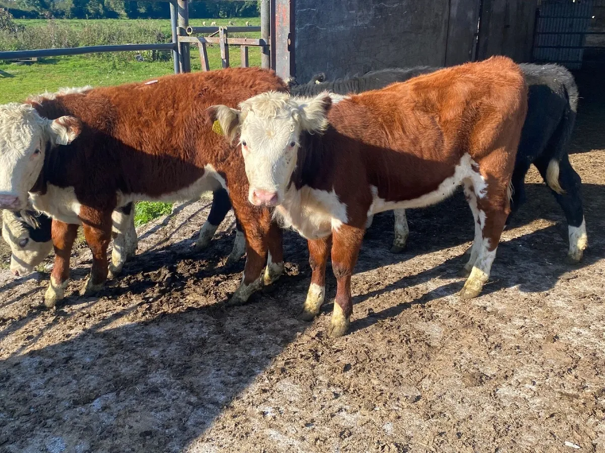 4 Smashing suckler bred Hereford heifers - Image 3