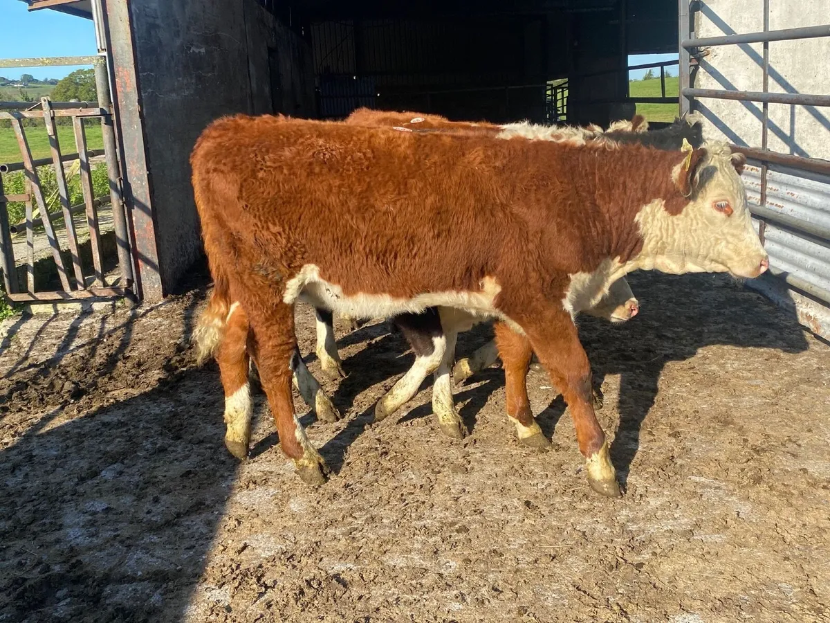 4 Smashing suckler bred Hereford heifers - Image 4