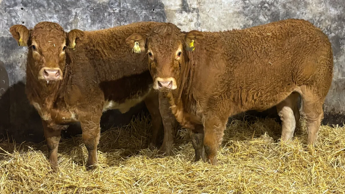 ⭐️ 2 Super U Grade Limousin Heifers ⭐️ - Image 1