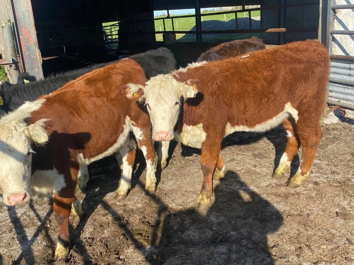 4 Smashing suckler bred Hereford heifers - Image 1