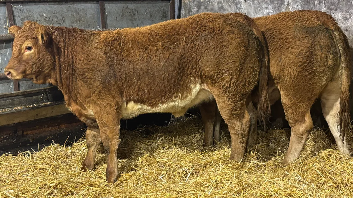 ⭐️ 2 Super U Grade Limousin Heifers ⭐️ - Image 3