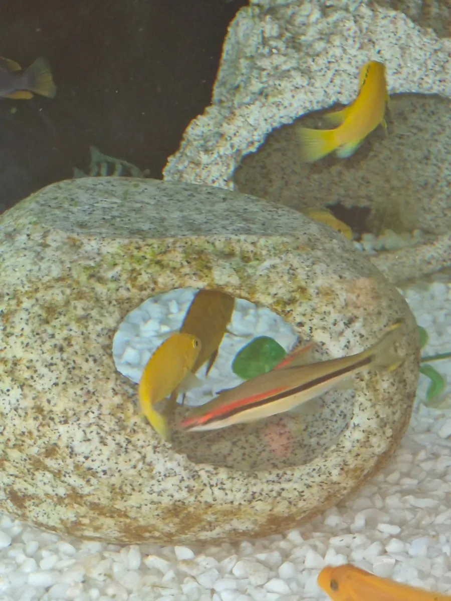Freshwater fish - Image 2