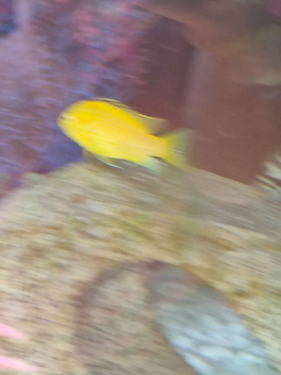 Freshwater fish - Image 3