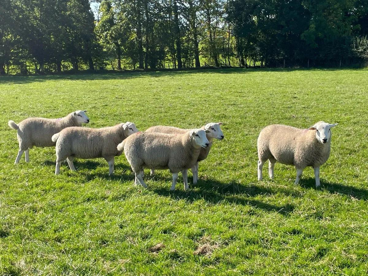 Lleyn ram lambs SIS approved - Image 1