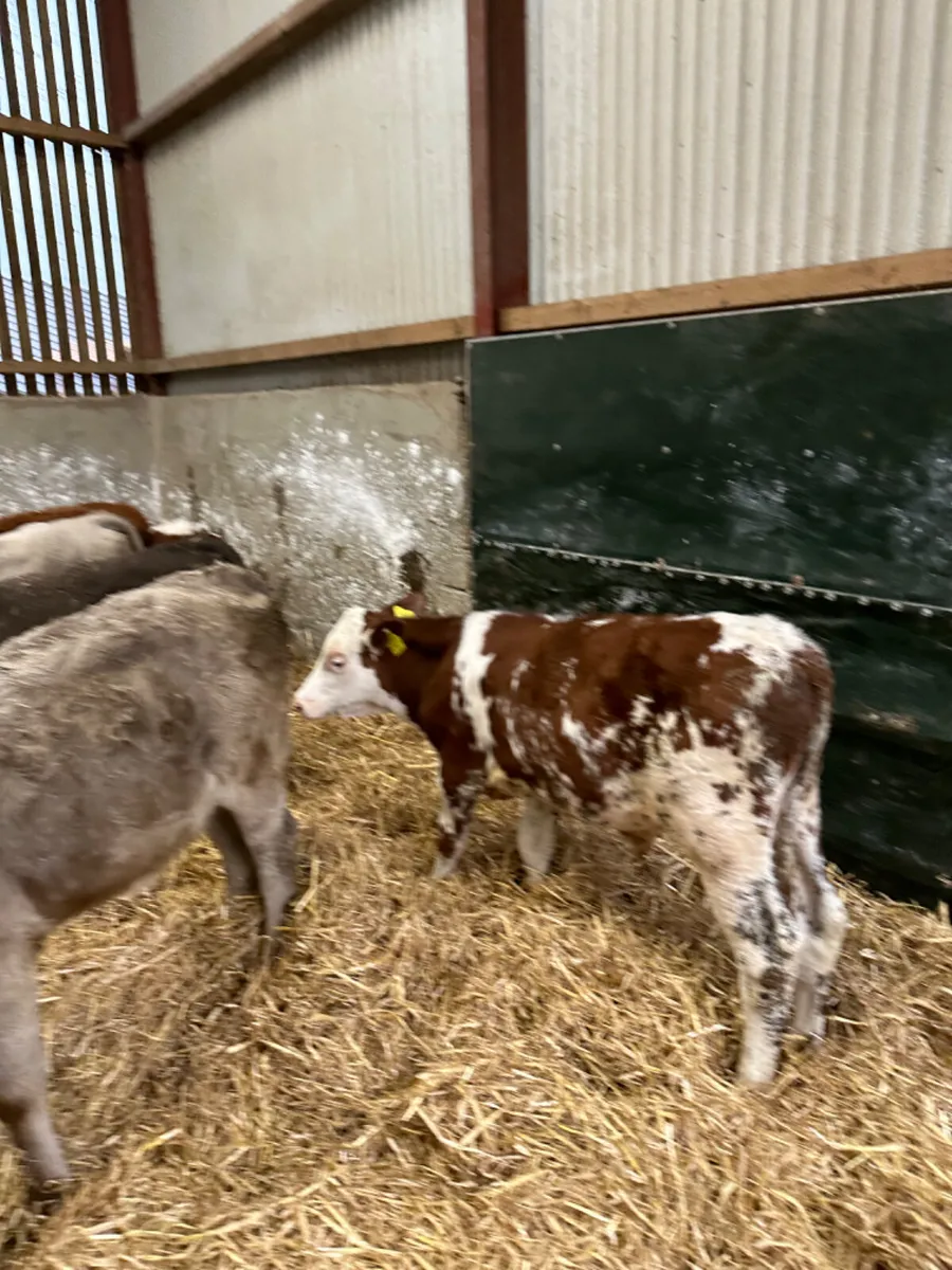 Charolais lim and Simmental bulls - Image 3