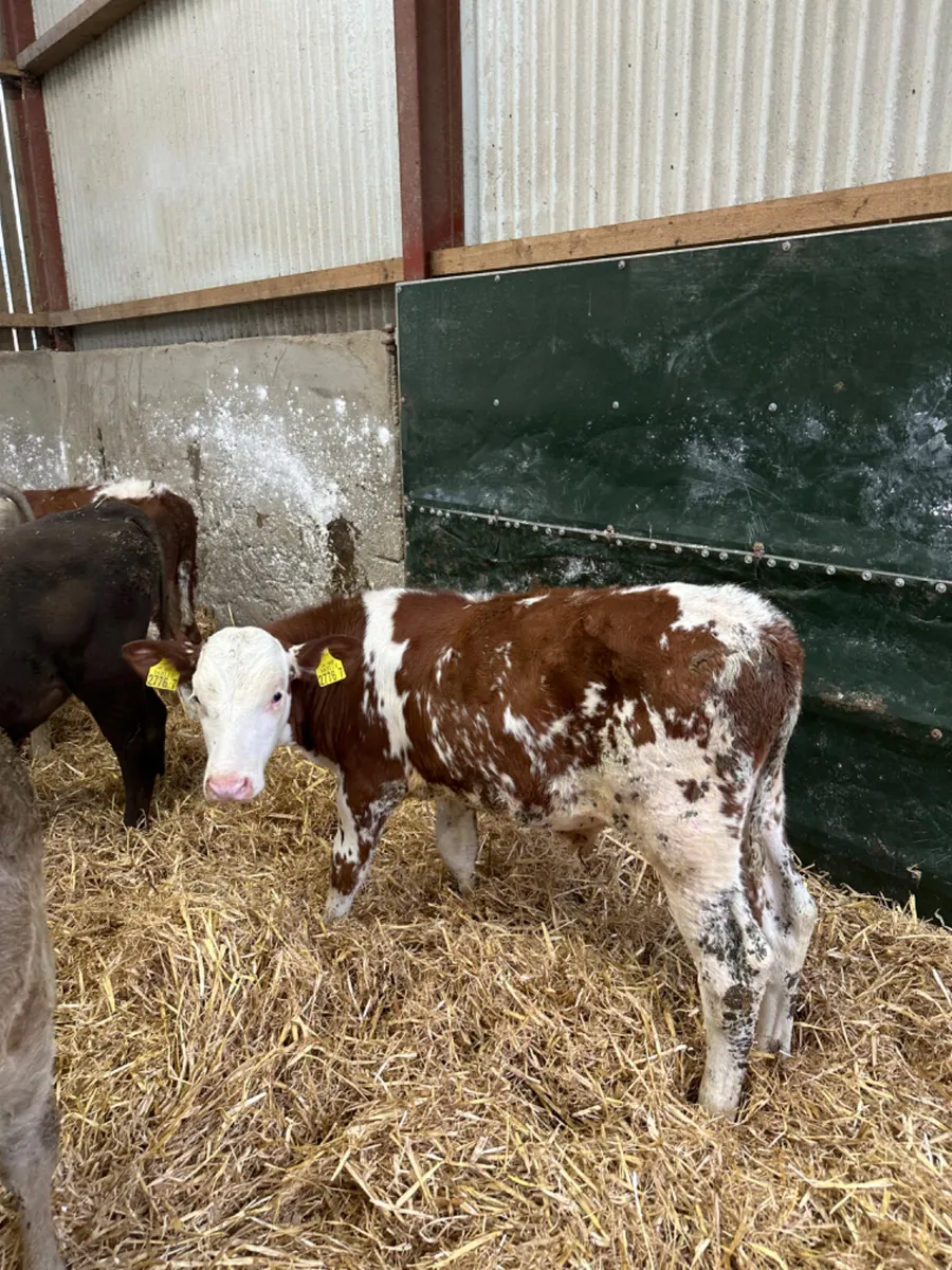 Charolais lim and Simmental bulls - Image 1