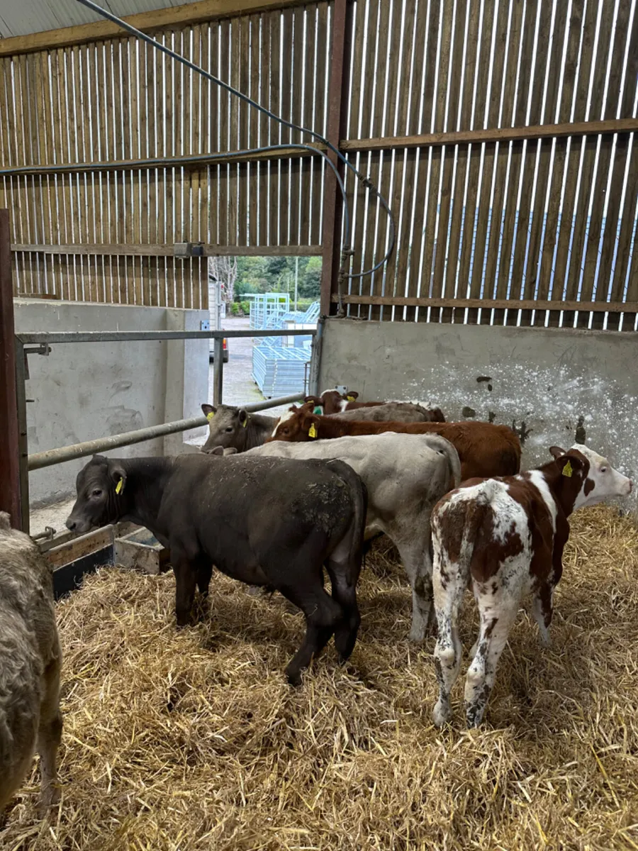 Charolais lim and Simmental bulls - Image 4