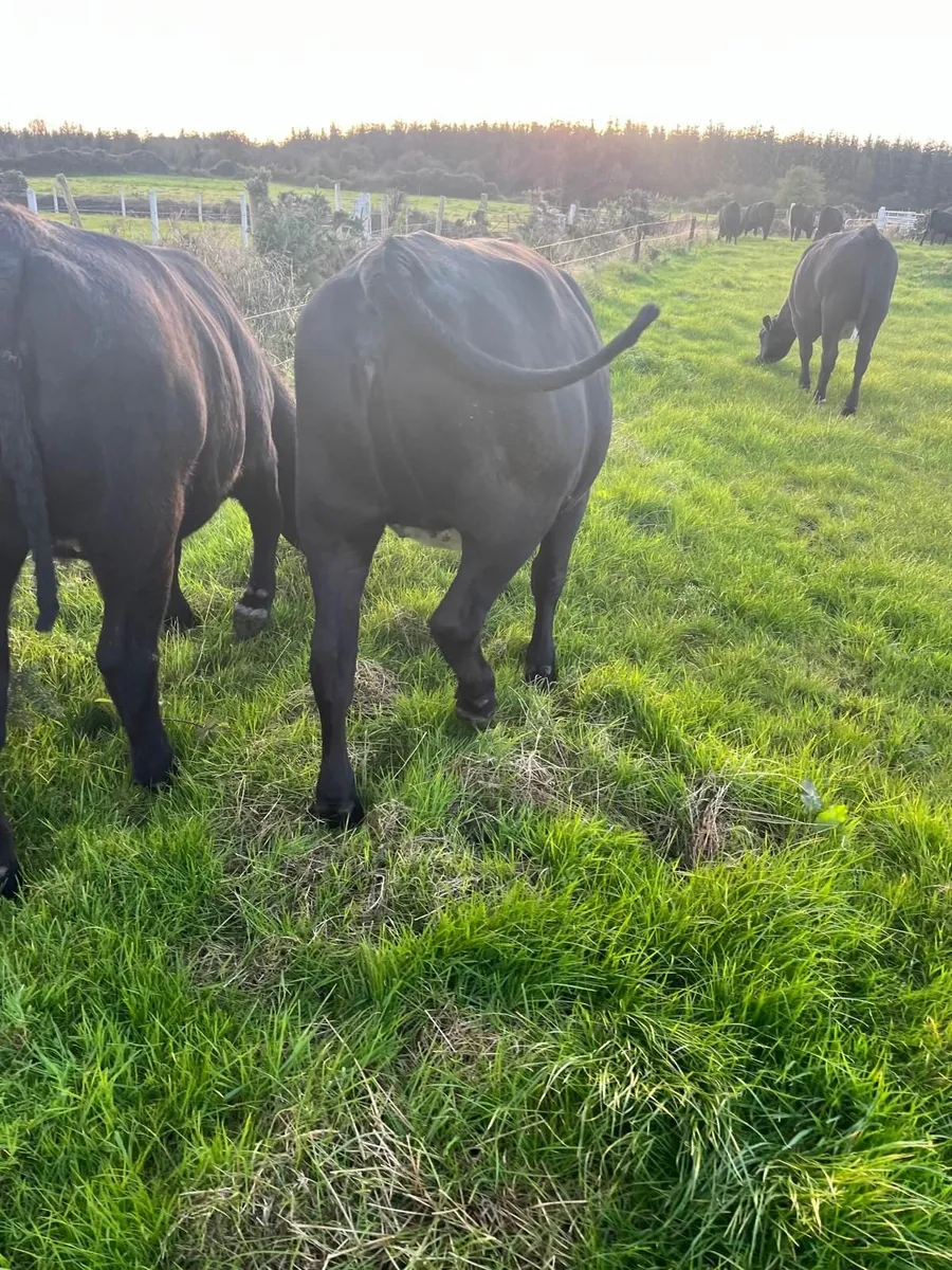 AAX Heifers - Image 4