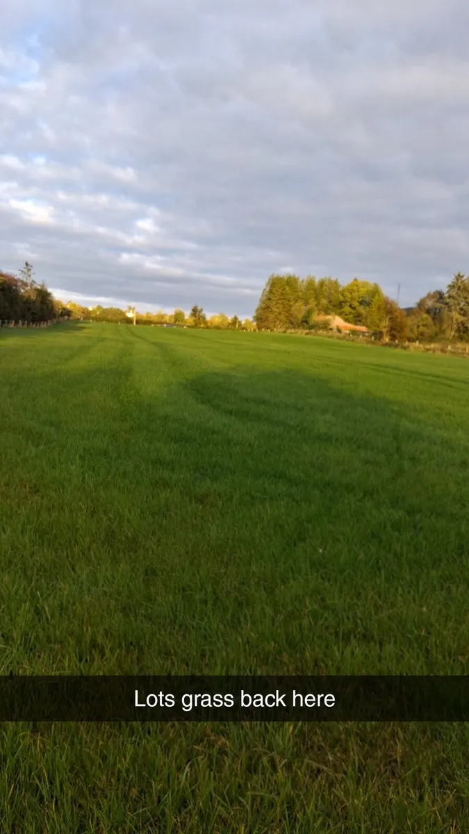 Reseeded grass