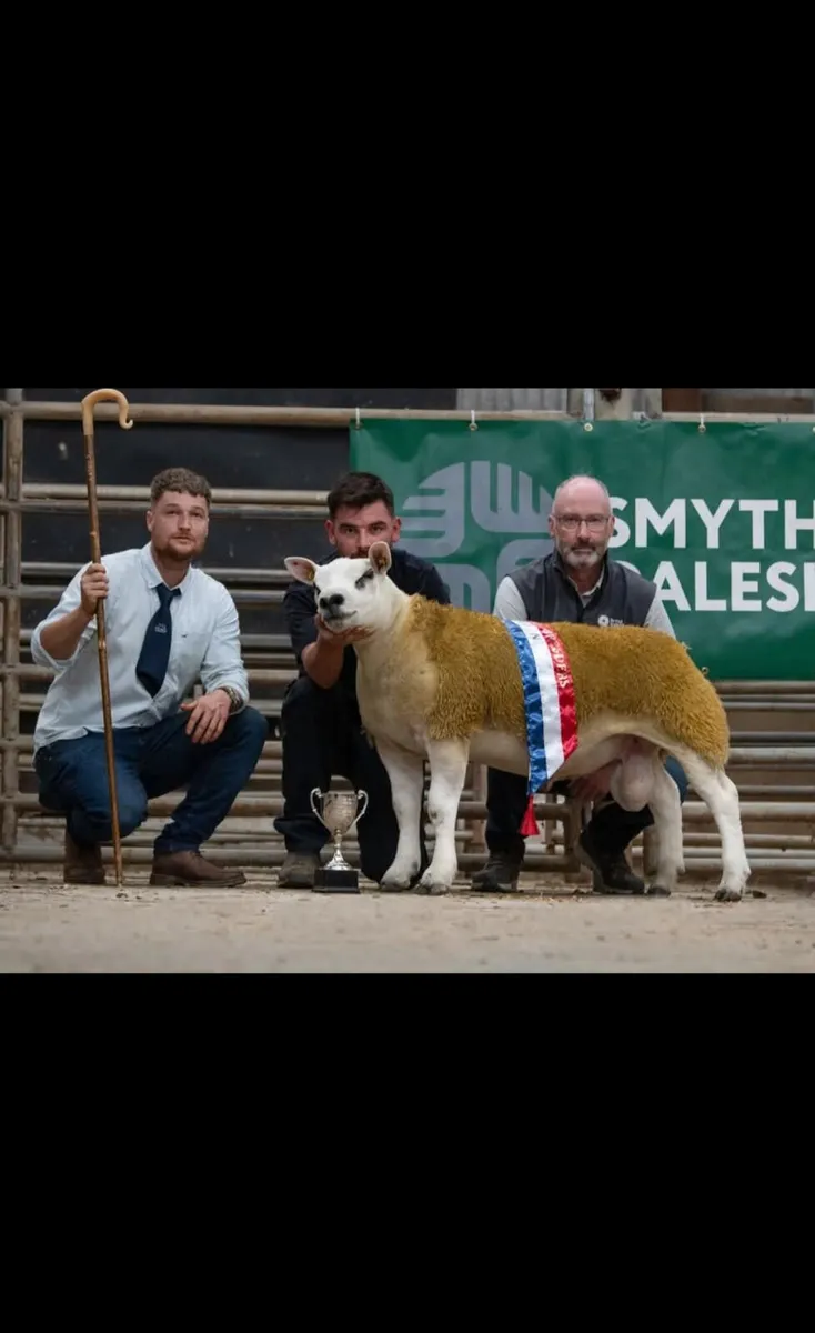 Donegal Texel Breeders Harvest Sale 26th Sept 7pm. - Image 1