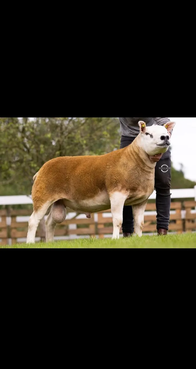 Donegal Texel Breeders Harvest Sale 26th Sept 7pm. - Image 2