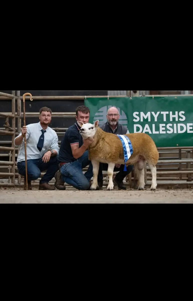 Donegal Texel Breeders Harvest Sale 26th Sept 7pm. - Image 3