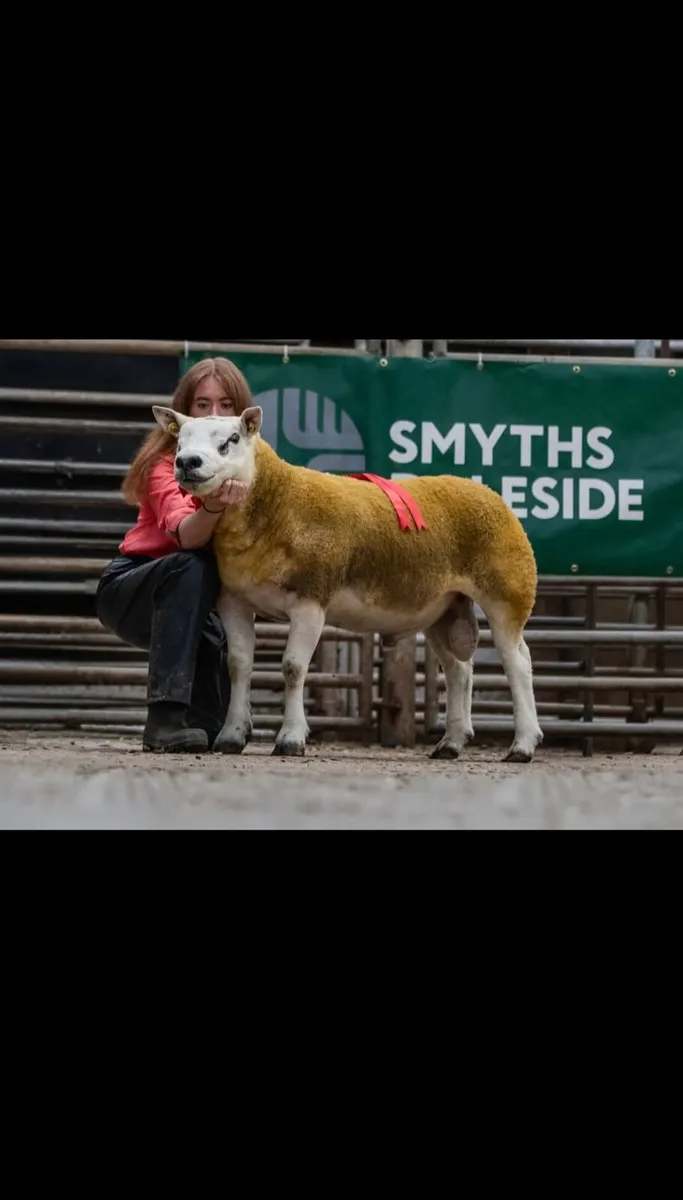 Donegal Texel Breeders Harvest Sale 26th Sept 7pm. - Image 4