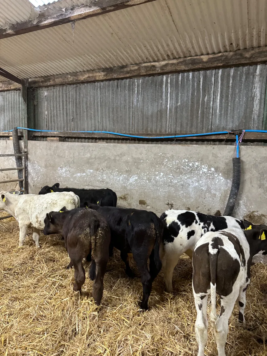 Angus blue and Charolais bulls - Image 3